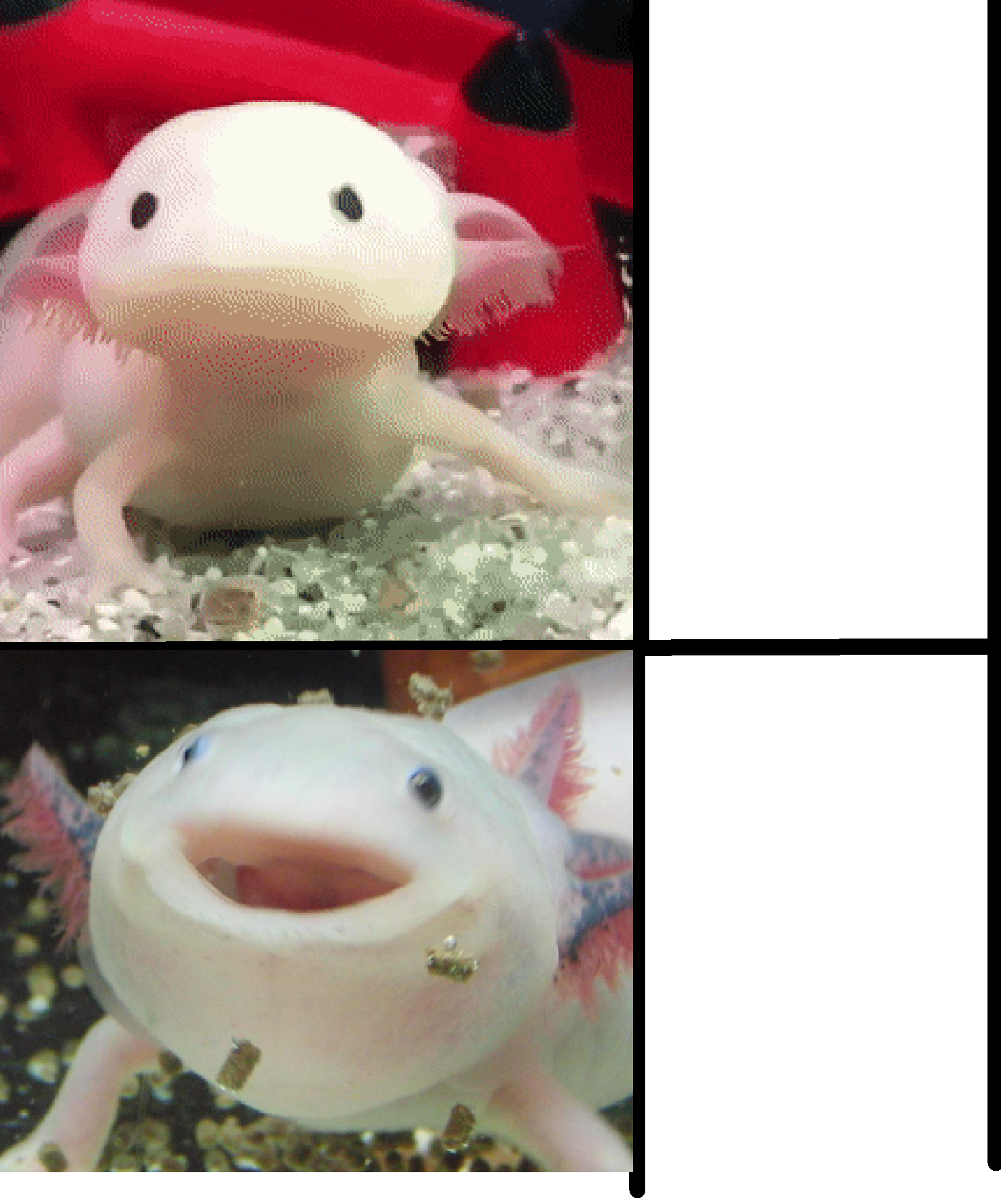 Annoyed Axolotl  meme template