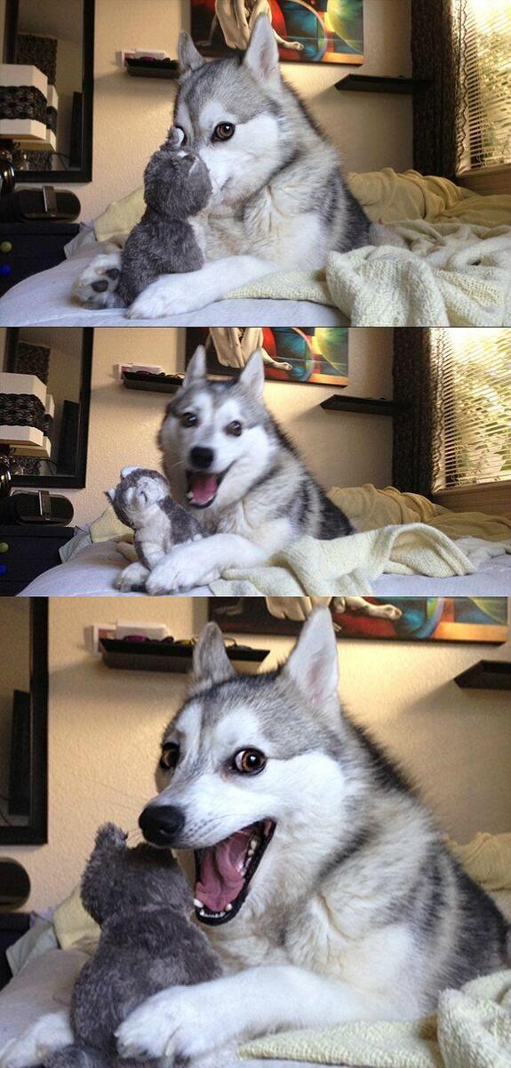 Bad Pun Dog meme template