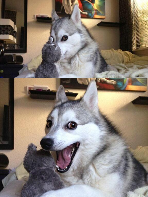 Bad Pun Husky  meme template
