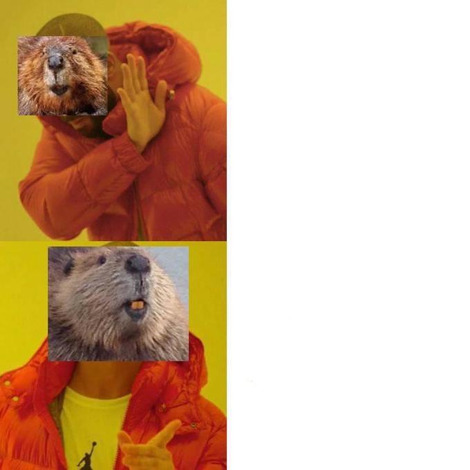 Beaver Drake Meme  meme template