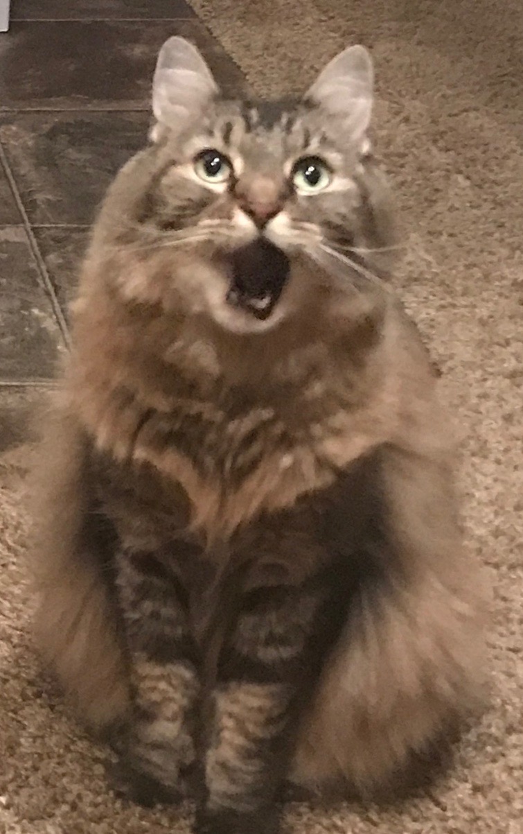 Beezer  meme template