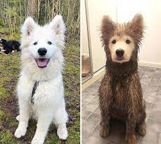 Before and After Clean vs Dirty dog  meme template