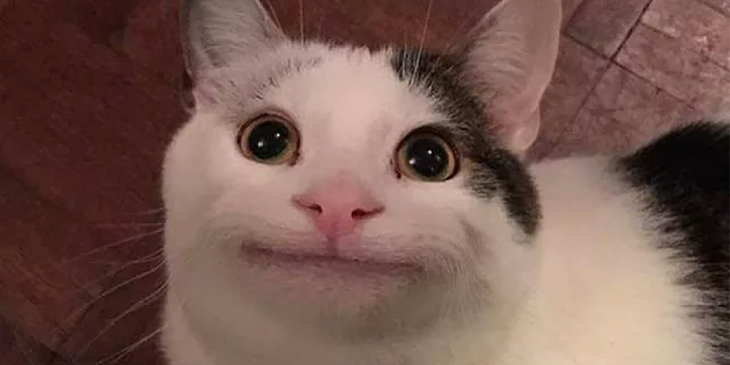 BelugaCat  meme template