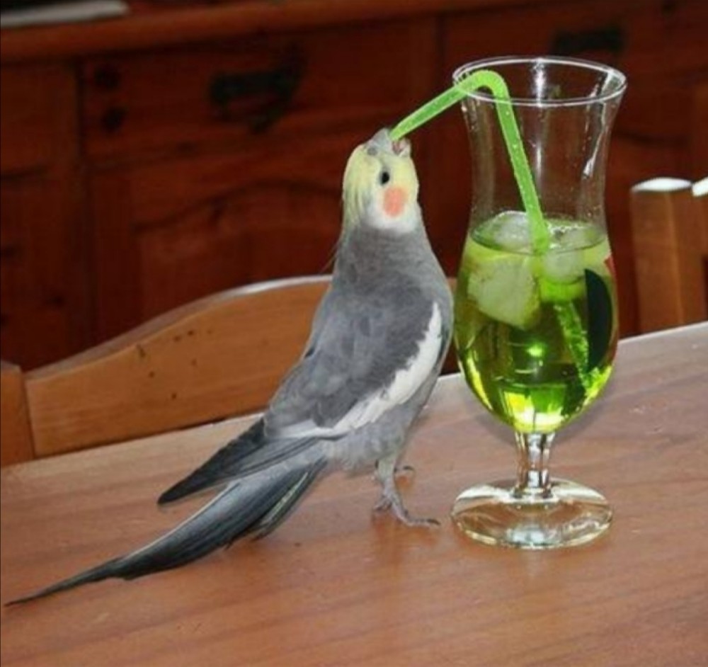 Bird drinking green juice  meme template
