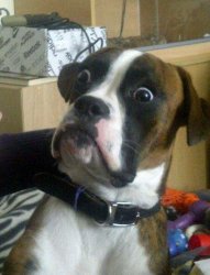 Blankie the Shocked Dog meme template