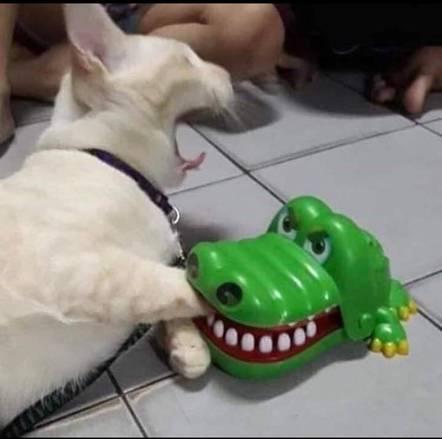 Cat bitten by toy alligator  meme template