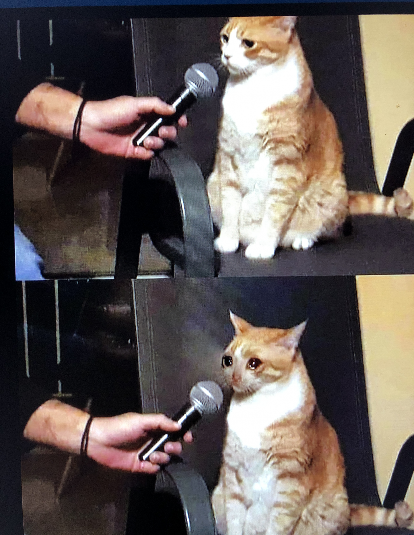 Cat interview crying meme template