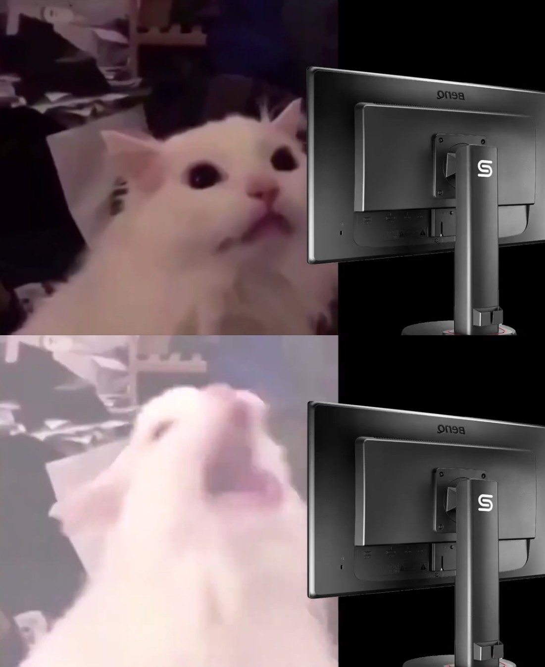 Cat Lightmode  meme template