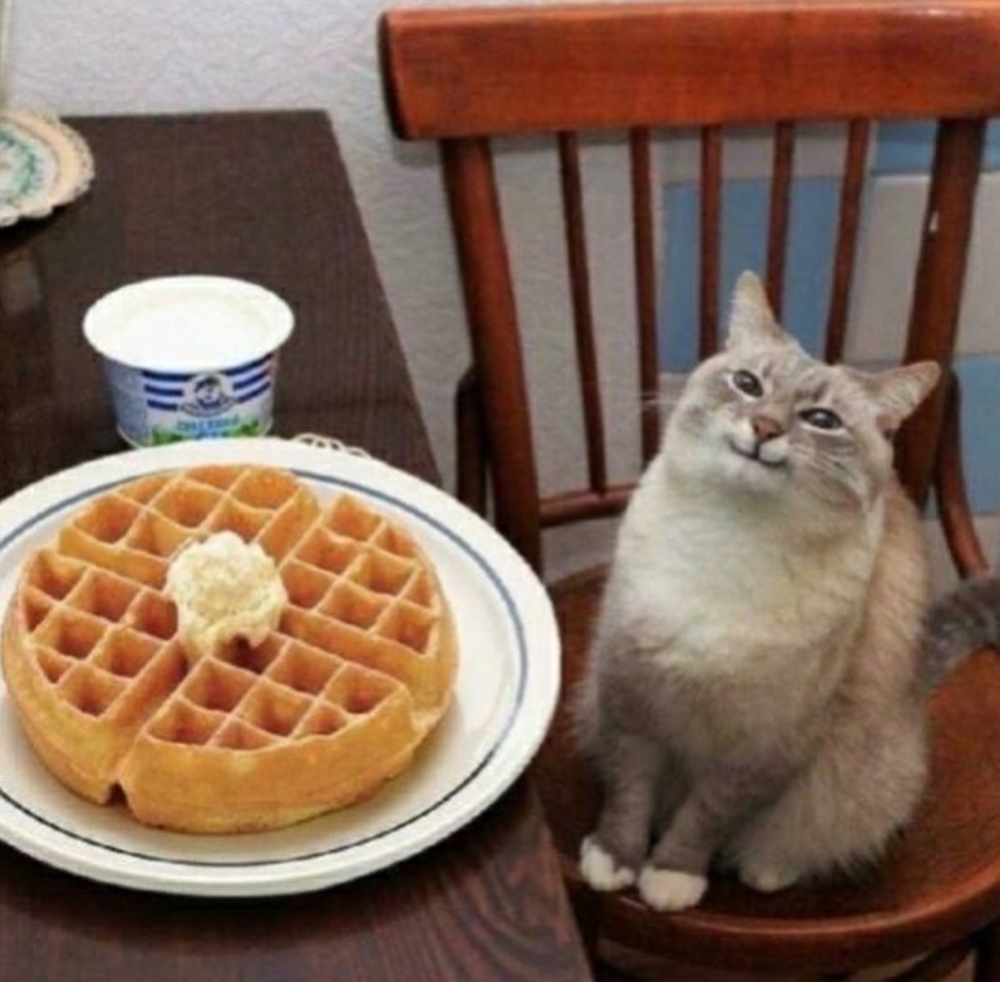 Cat likes their waffle  meme template