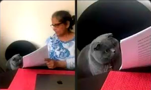 Cat Looking At Test  meme template