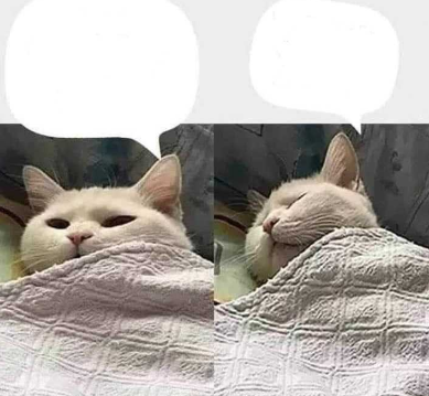 cat sleeping  meme template