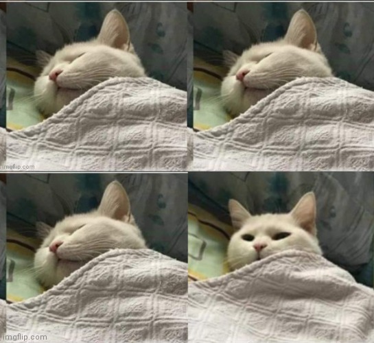 Cat sleeping uder blanket blank  meme template