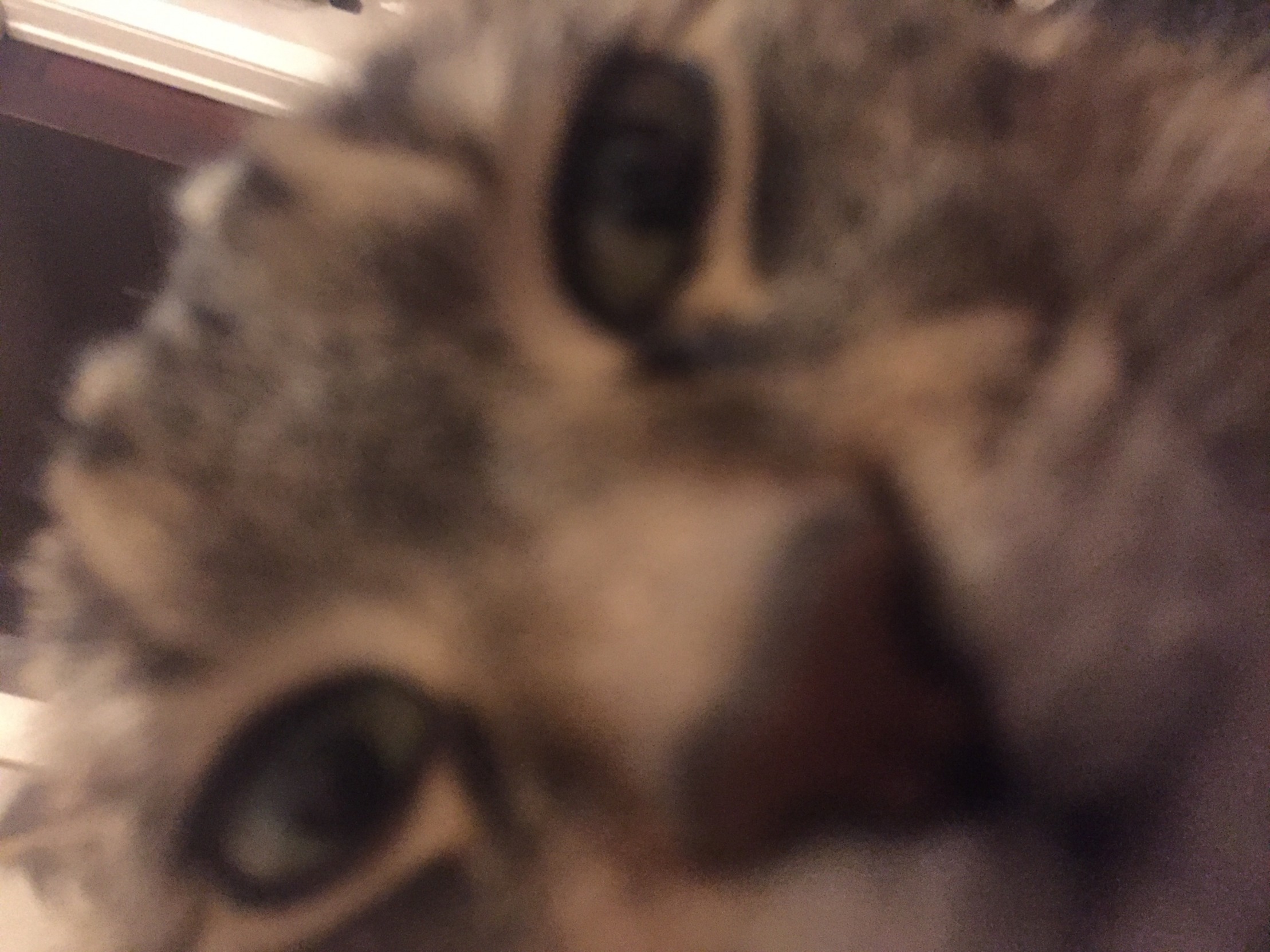 Cat stare  meme template