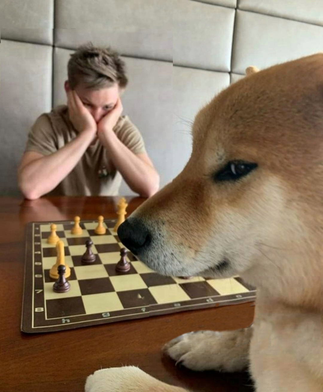 Chess doge  meme template