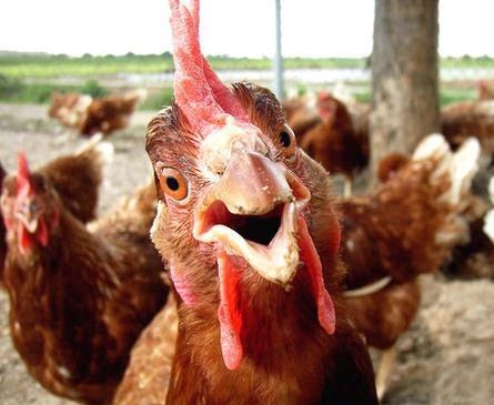 Chicken  meme template