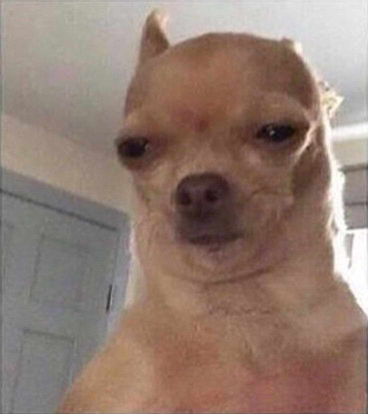 Chihuahua Meme Face  meme template