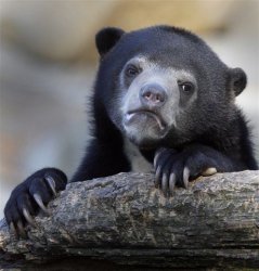 Confession Bear meme template