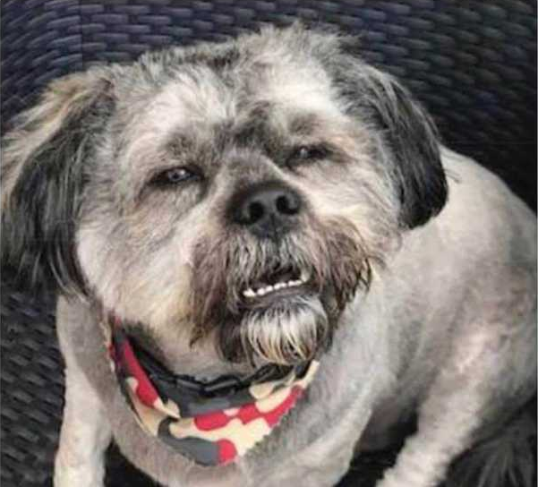 confused dog  meme template