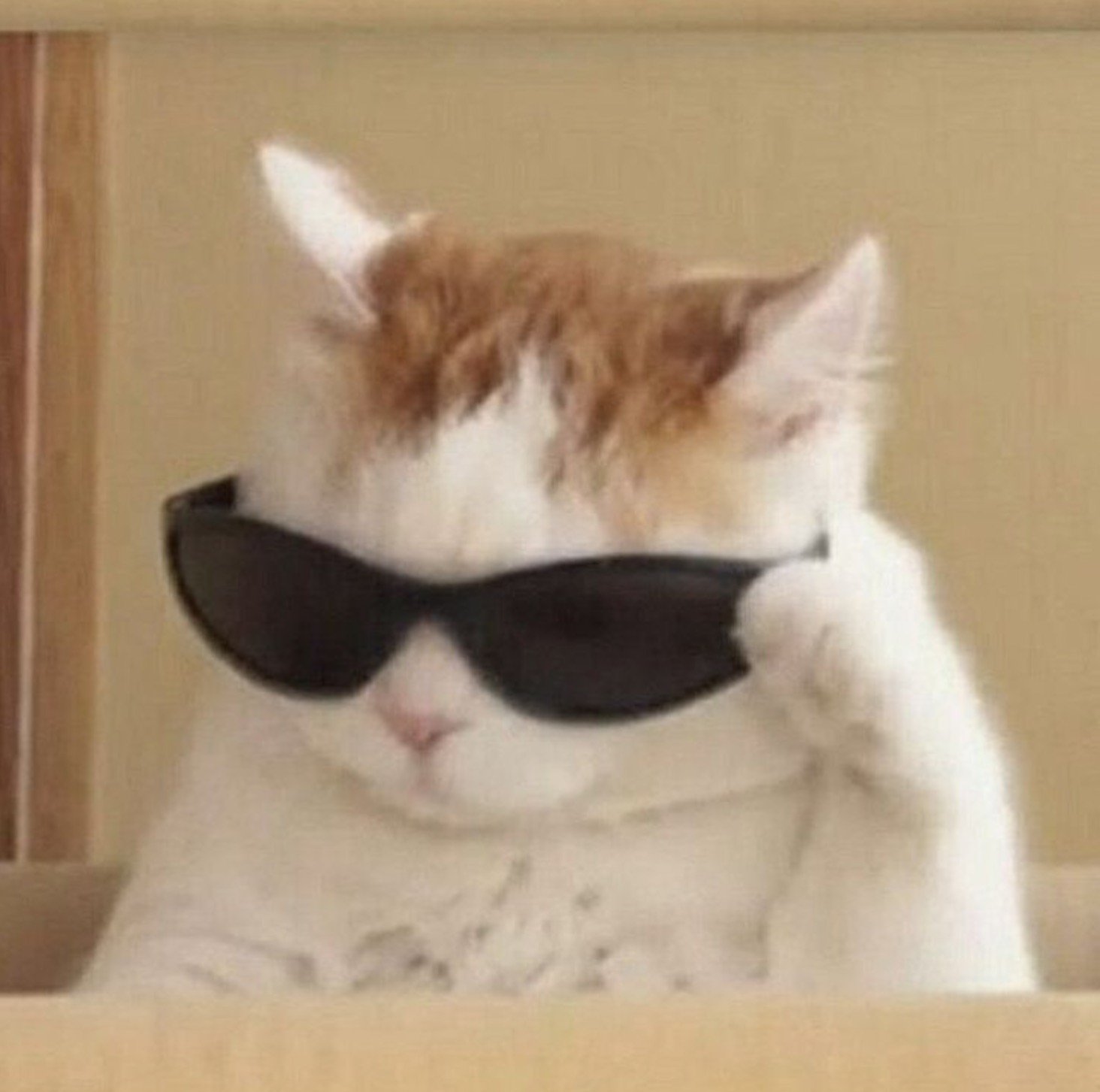 Cool cat  meme template