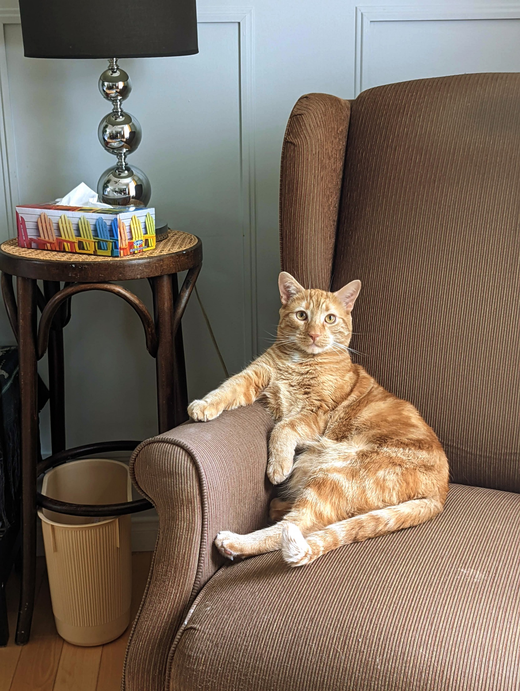 Cozy all ear cat  meme template