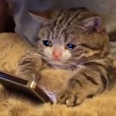 Crying cat on phone  meme template