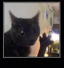 Dabloons Cat  meme template