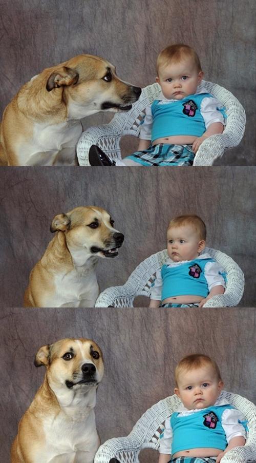 Dad Joke Dog meme template