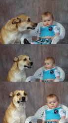 Dad Joke Dog meme template