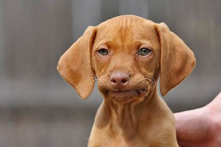 Dissapointed puppy  meme template