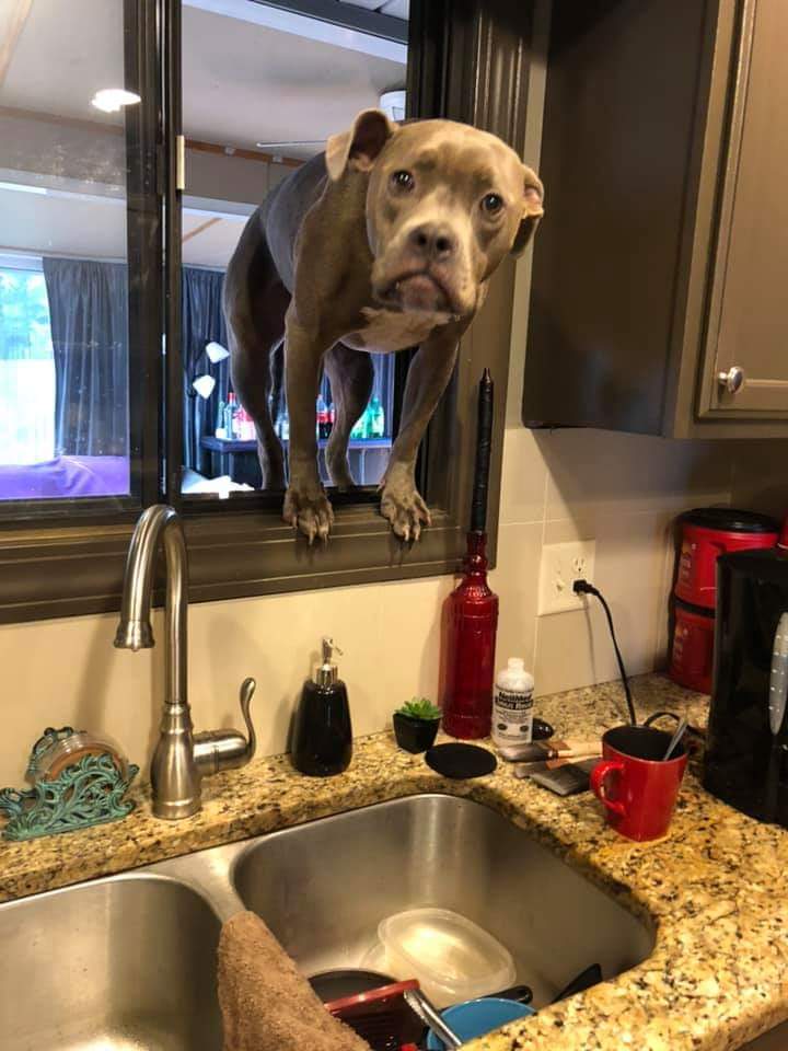 Dog in window  meme template