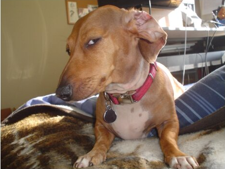 Dog Side-eye  meme template