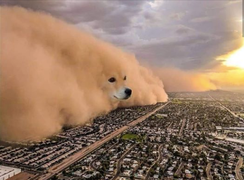 Dust Doge Storm  meme template