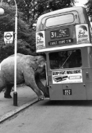 Elephant vs bus  meme template