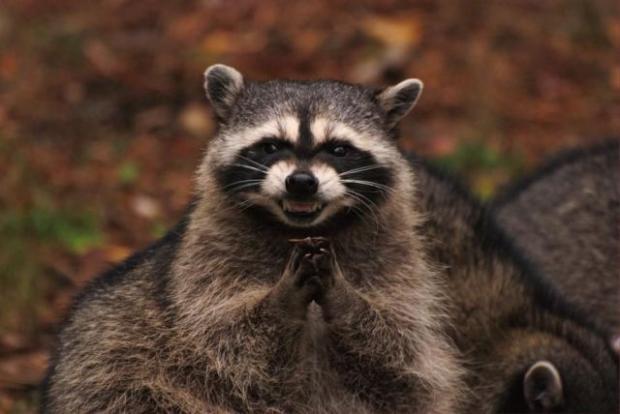 evil genius racoon  meme template