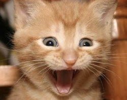 Excited Cat meme template
