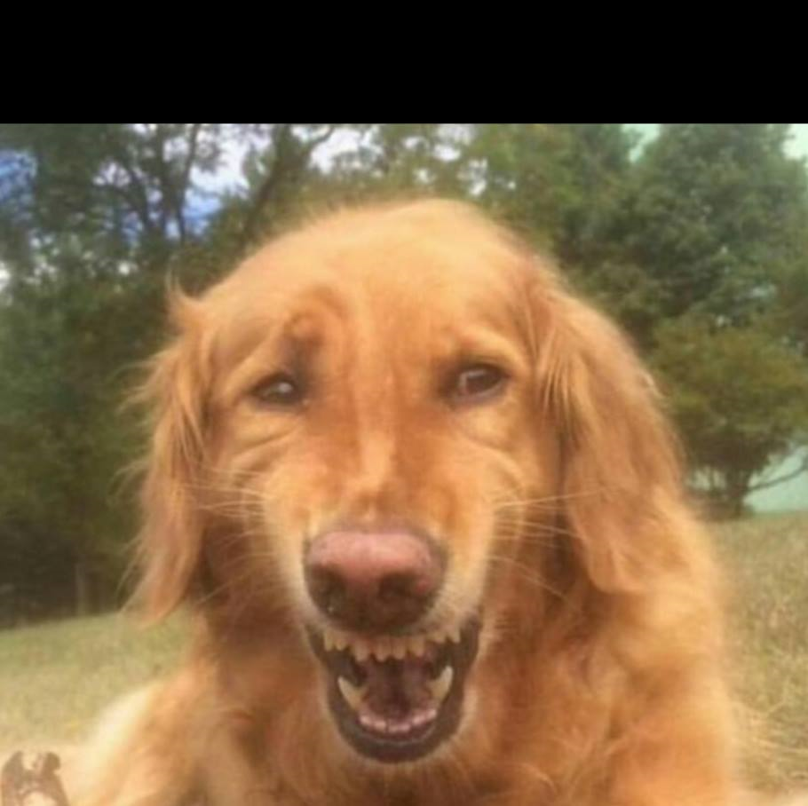 Fake Laugh Dog  meme template