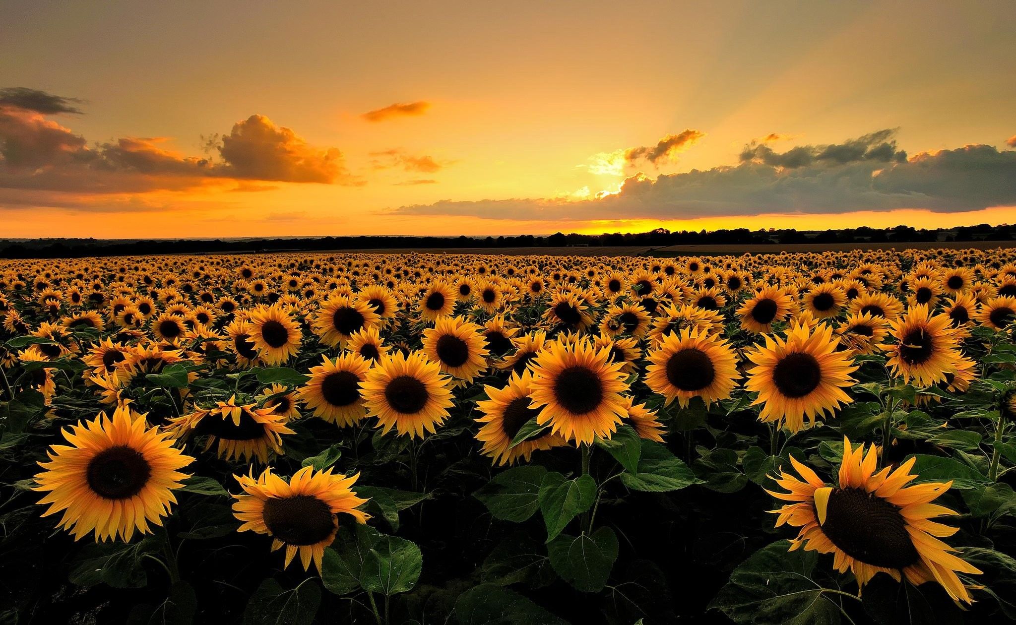 Field of Sunflowers  meme template