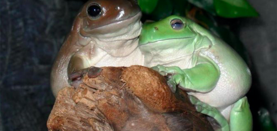 Frogs  meme template