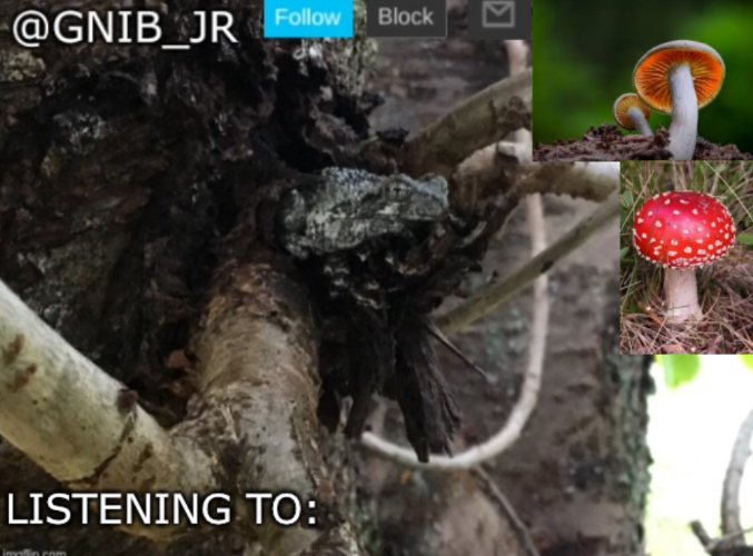 Gnib_Jr's new temp  meme template