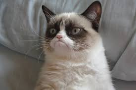 Grumpy cat  meme template