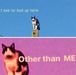 Hail pole cat meme template