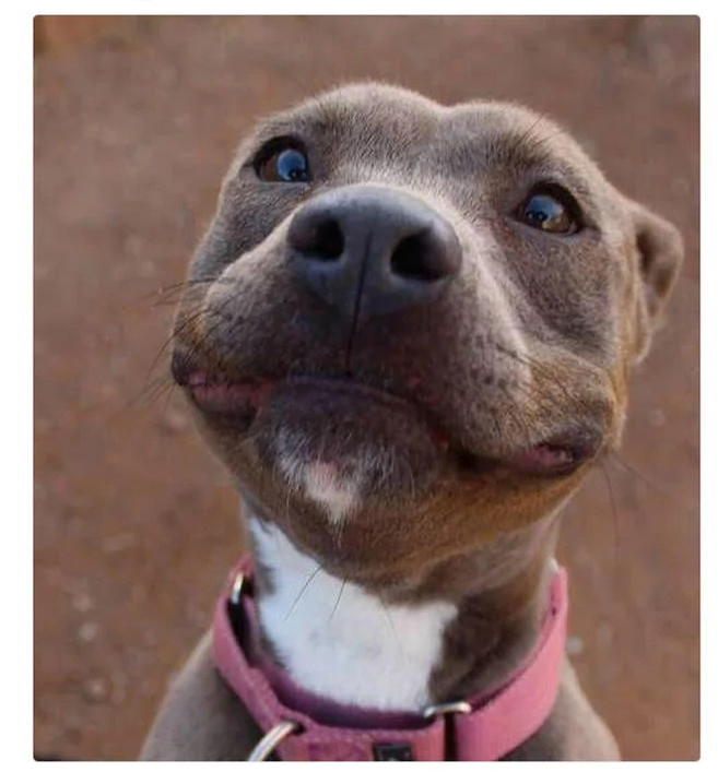 Happy boi  meme template