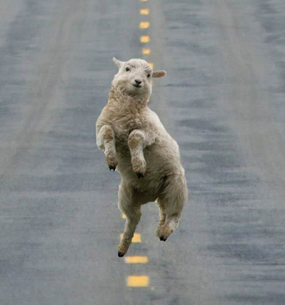 Happy sheep  meme template