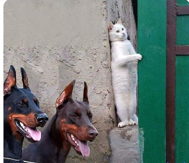 Hidden cat  meme template