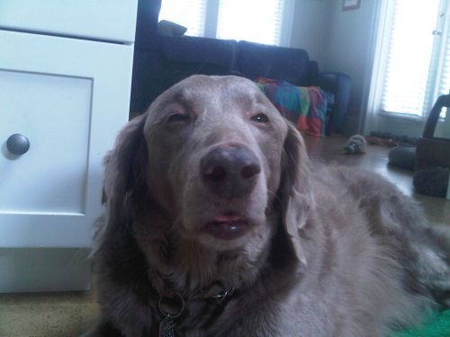 High Dog meme template