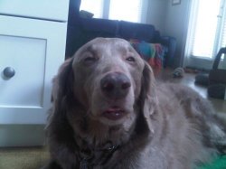 High Dog meme template