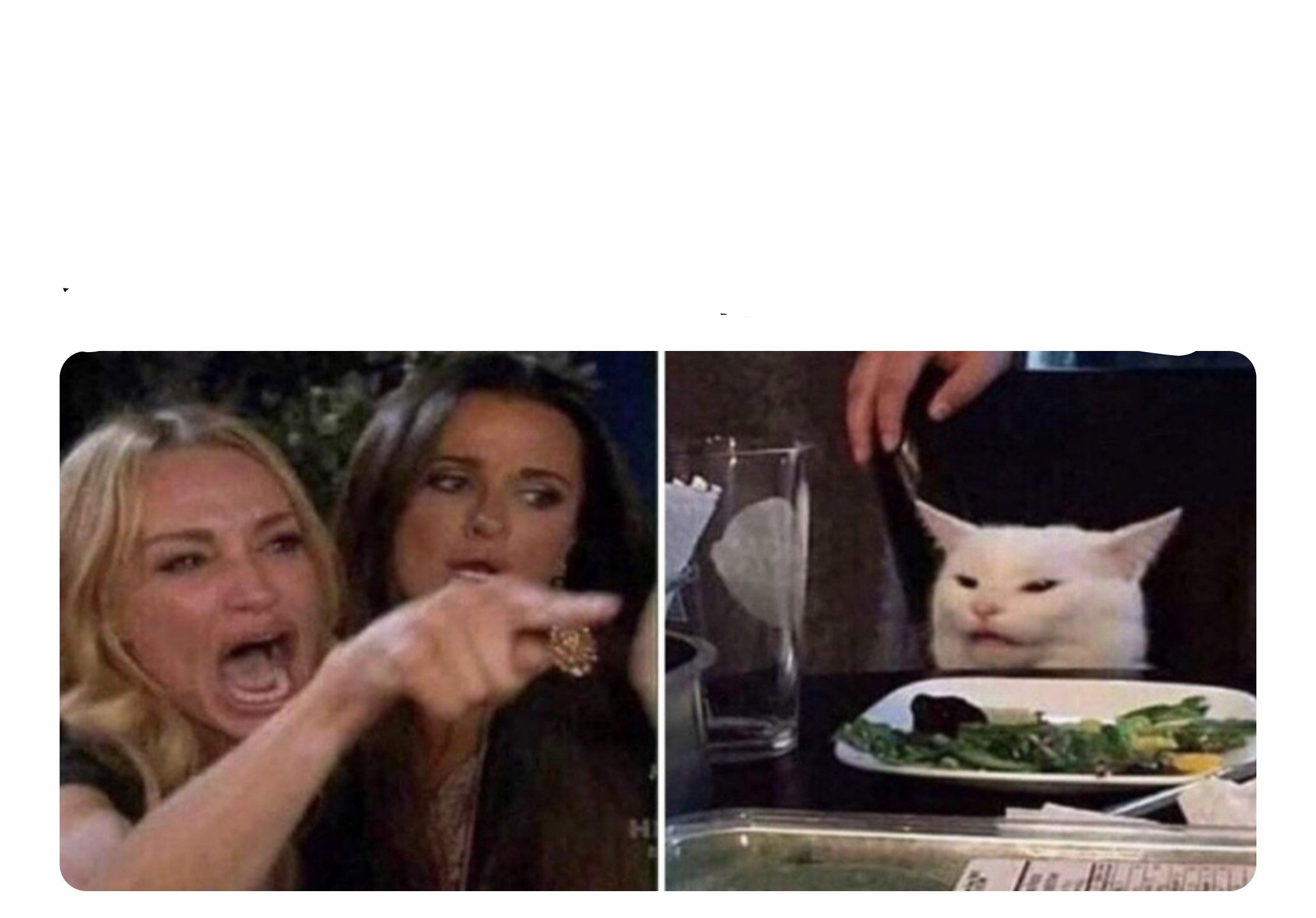 Housewives cat  meme template