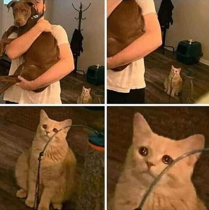 Ignored cat  meme template