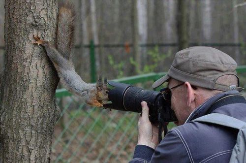 Jehovas Witness Squirrel meme template