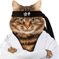 Karate cat  meme template